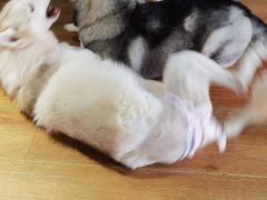 -Husky Go! 哈士奇体验馆·宠物咖啡厅狗咖