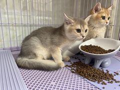 -lincat·猫舍(广州店)