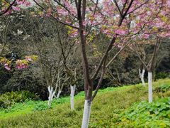 -南山植物园