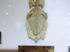 -上海昆虫博物馆