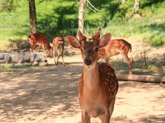 -北京野生动物园