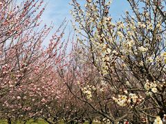 -苏州上方山国家森林公园