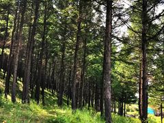 -塞罕坝国家级自然保护区