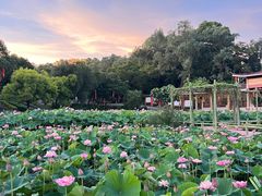 -广州莲花山旅游区