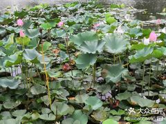 -新江湾城公园