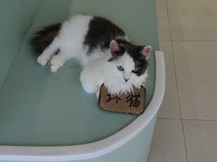 -怪兽屋·羊驼·猫咖·狗咖(俊华广场店)