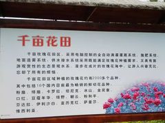 -亚龙湾国际玫瑰谷