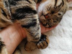 -纳吉亚猫专科动物诊疗中心(蒋宅口分院)