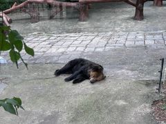 -深圳野生动物园