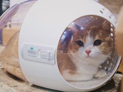 -PETKIT小佩宠物(昭化店)