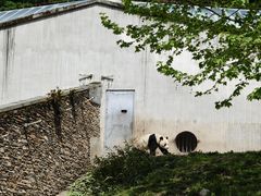 -卧龙中华大熊猫苑神树坪基地