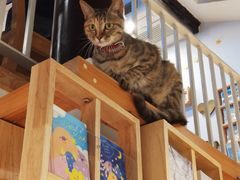 -猫的天空之城概念书店(苏州平江店)
