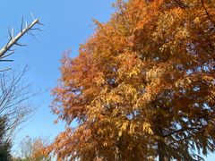 -昆山城市生态森林公园