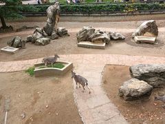 -成都动物园