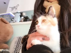 -平行世界·猫咖(首经贸店)