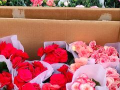 -哈尔滨道外花鸟鱼市场