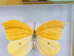 -上海昆虫博物馆