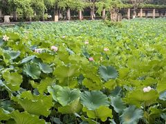 -四川大学(华西校区)