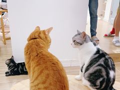 -李小姐の猫咖啡馆(五角场店)