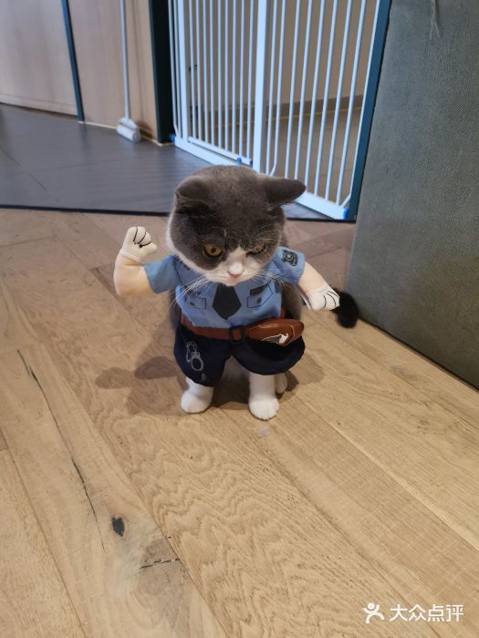 CAT’S MEWSTAR CAFE·喵星球猫屋(晴湾咖啡店)图片