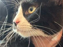 -宠爱国际动物医院·消化内科·心肾内科·ISFM猫友好(望京店)