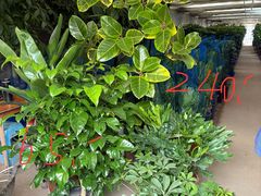 -龙大花卉苗木市场