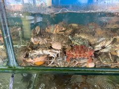 -阿弟特色海鲜餐厅·大排档(平潭店)