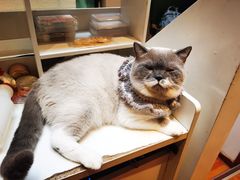 -猫小院猫主题餐厅(南锣旗舰店)