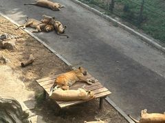 -大连森林动物园