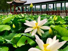 -莲花池公园