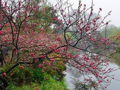-西湖外事游船(花港观鱼码头)