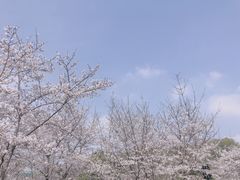 -东湖磨山景区