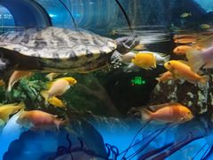 -太平洋海底世界