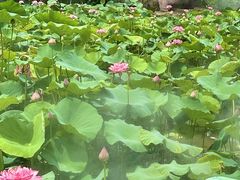 -广州莲花山旅游区