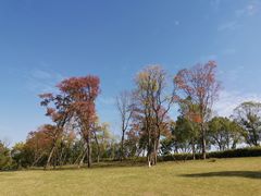 -洋湖国家湿地公园