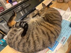 -猫的天空之城概念书店(杭州南宋御街店)