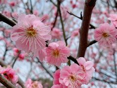 -香雪海