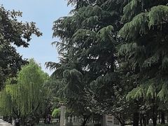 -洛阳郁金香牡丹园