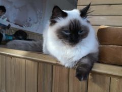 -猫的茶·猫咖