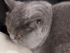 -艾贝尔宠物诊疗