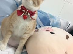 -瑞鹏宠物医院·骨科·猫科·内科(第一中心)