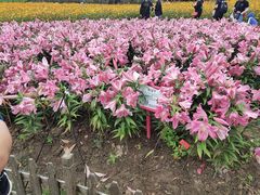 -荷兰花海