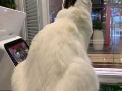 -猫小院猫主题餐厅(三里屯店)
