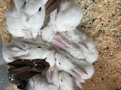 -FAIRYLAND龙族星球主题餐厅(凯丹广场店)