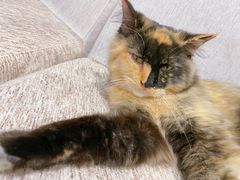 -藏猫猫咖啡主题馆(中央大道店)