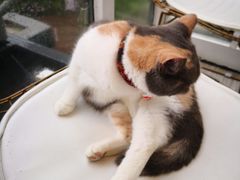 大堂-有猫主题·治愈系猫咖(曾厝垵店)