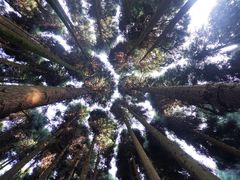 -武陵山森林公园