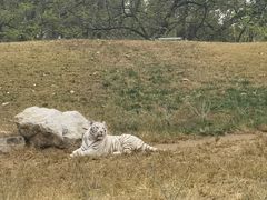 -北京野生动物园