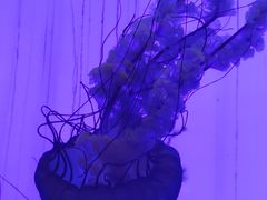 -上海海洋水族馆