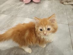 -楼上猫咖(罗湖店)